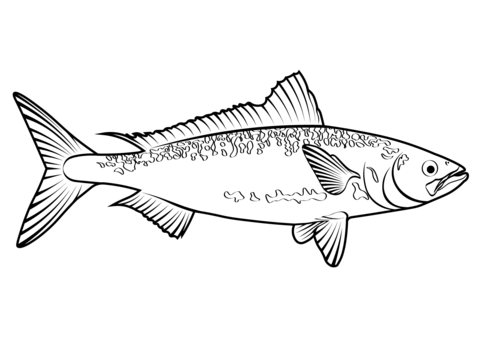 Kahawai (Arripis Trutta) Coloring Page